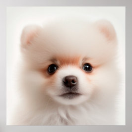 Söt Pomeranian Valp Hund Porträtt Poster