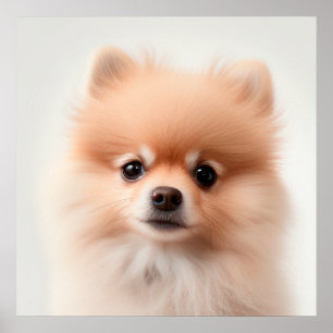 Söt Pomeranian Valp Hund Porträtt Poster (2)