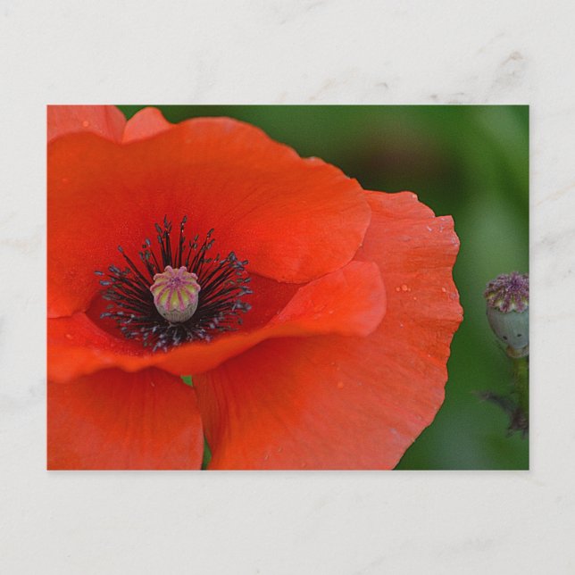 Söt Poppy Vykort (Framsida)