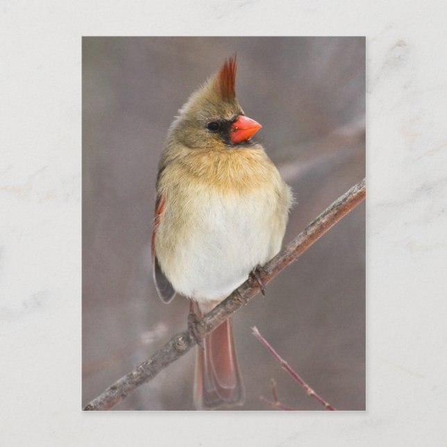 Söt Pose Vykort (Framsida)