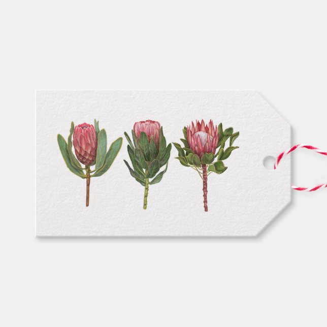 Söt Protea Märkre Presentetikett (Framsidan (Horizontal))