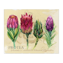 Söt Protea Watercolor Painting Acrylic