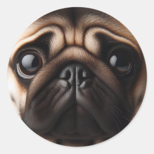 Söt Pug-ansikte Pug-valpar Runt Klistermärke
