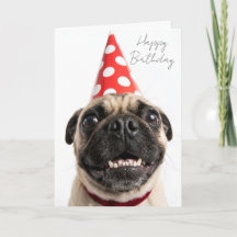 Söt Pug med röd födelsedagsfesthatt