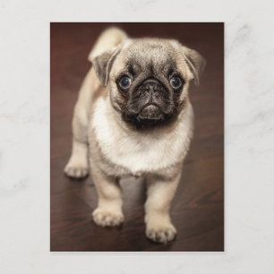 Söt Pug Valp Foto Vykort