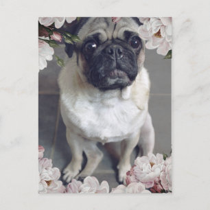 Söt Pug Vykort
