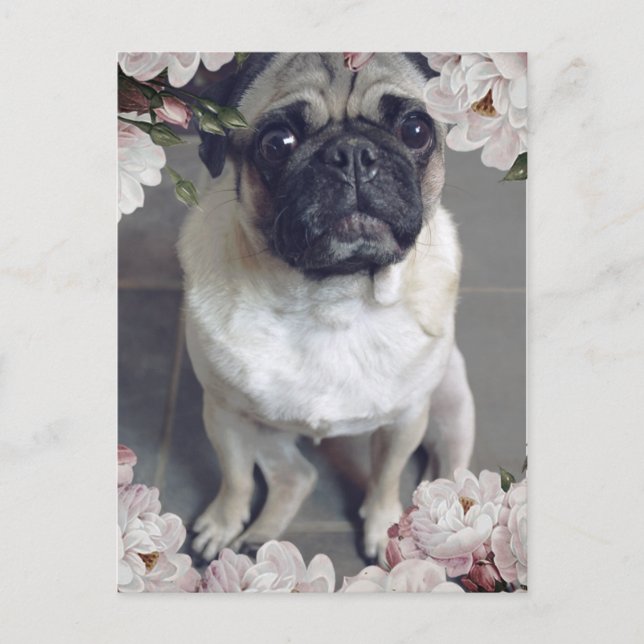 Söt Pug Vykort (Framsida)