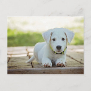 Söt Puppy med din text Vykort