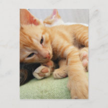 Söt randig tiger kattunge