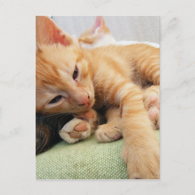 Söt randig tiger kattunge vykort (Framsida)