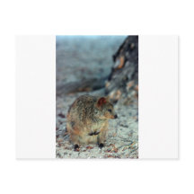 Söt rasande Quokka på Rottnest Island