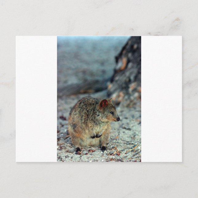 Söt rasande Quokka på Rottnest Island Vykort (Framsida)