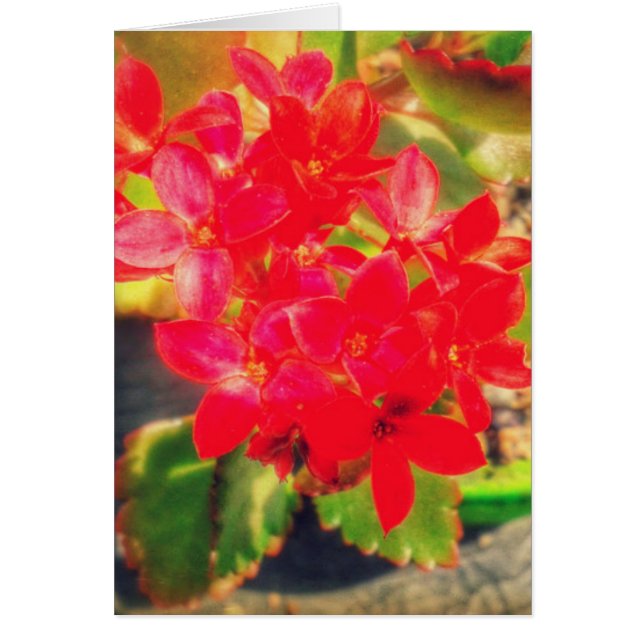 Söt Red Blooming Flowers Hälsningskort (Framsidan)