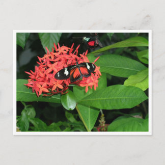 Söt Red Butterfly Vykort