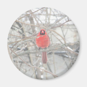 Söt Red Cardinal i Träd Magnet
