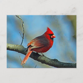 Söt Red Cardinal Photo Vykort