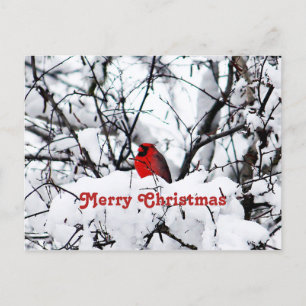 Söt Red Cardinal Snö Photo jul Vykort