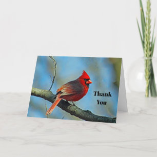 Söt Red Cardinal Tack Kort