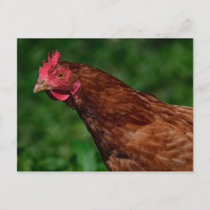 Söt Red Chicken Ansikte Photo Vykort