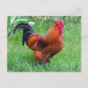 Söt Red Chicken Profile Photo Vykort