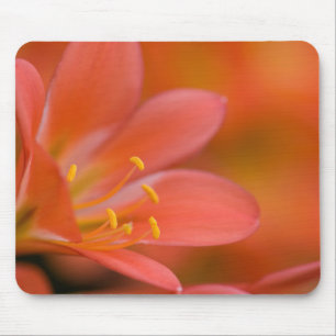 Söt Red Clivia Flower Musmatta