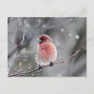 Söt Red Finch Photo Vykort