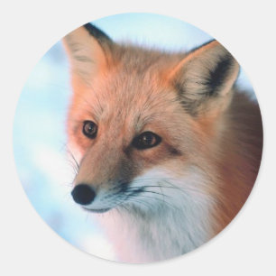 Söt Red Fox Runt Klistermärke
