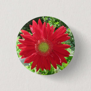 Söt Red Gerbera Daisy Photo Knapp