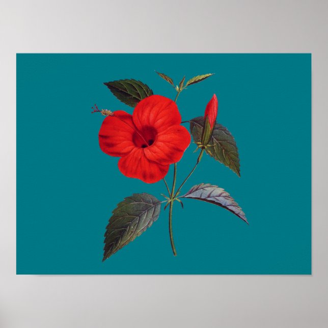 Söt Red Hibiscus Flower Poster (Framsidan)