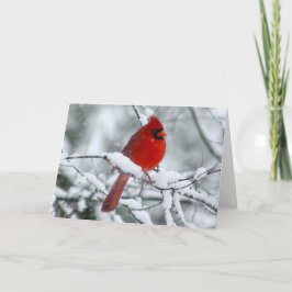 Söt Red Kardinal i Snö-kortet Kort