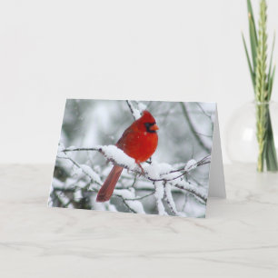 Söt Red Kardinal i Snö-kortet Kort