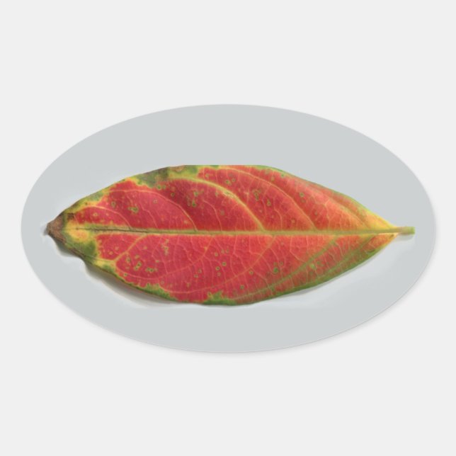 Söt Red Löv oval dekal, sigillal, etikett (Framsida)