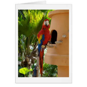Söt Red Parrot Hälsningskort