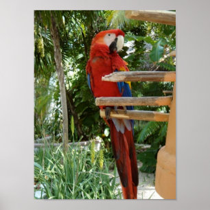 Söt Red Parrot Poster