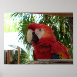 Söt Red Parrot Poster