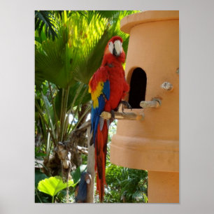Söt Red Parrot Poster