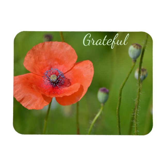 Söt Red Poppy Gratitude Magnet (Horisontell)