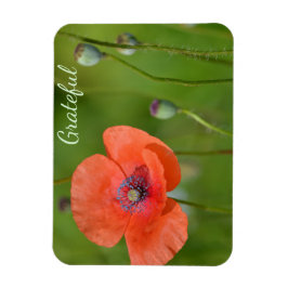 Söt Red Poppy Gratitude Magnet