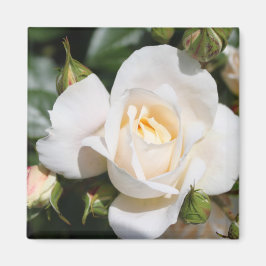 söt ren blomma från vit ros. blommigt fotokonst. magnet