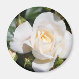 söt ren blomma från vit ros. blommigt fotokonst. magnet