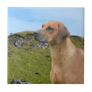 Söt Rhodesian Ridgeback hund Kakelplatta