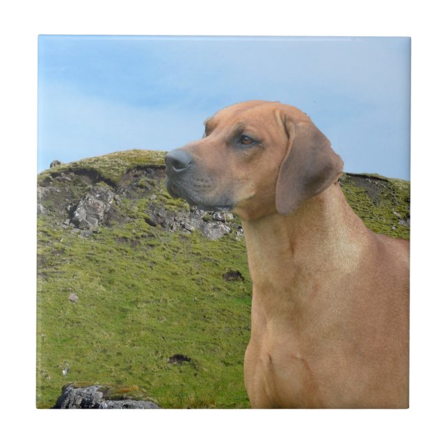 Söt Rhodesian Ridgeback hund Kakelplatta (Framsidan)