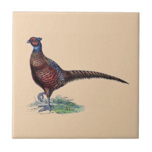 Söt Ring Nacke Pheasant Tan Kakelplatta