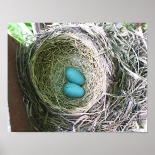 Söt Robin's Eggs Poster