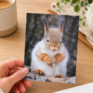Söt röd ekorre vilda djur fotografering vykort
