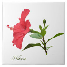 Söt röd hibiscus på vit