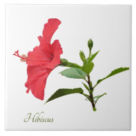 Söt röd hibiscus på vit kakelplatta