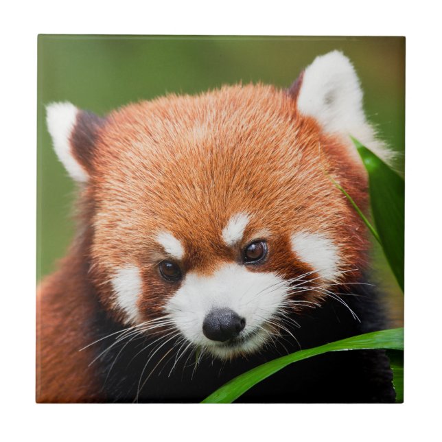Söt Röd Panda Kakelplatta (Framsidan)