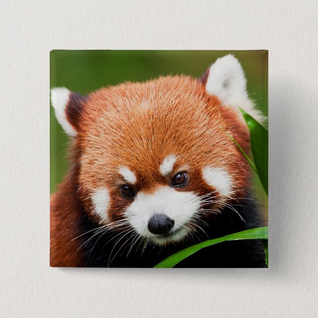 Söt Röd Panda Knapp (Framsida)