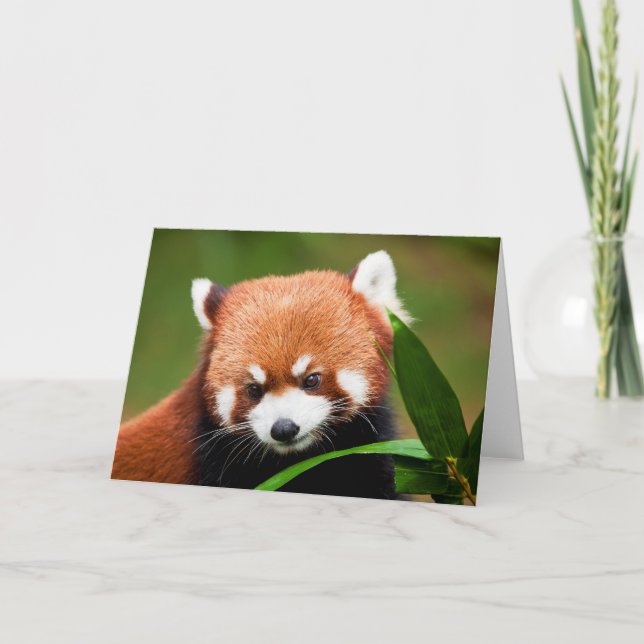 Söt Röd Panda Kort (Framsida)